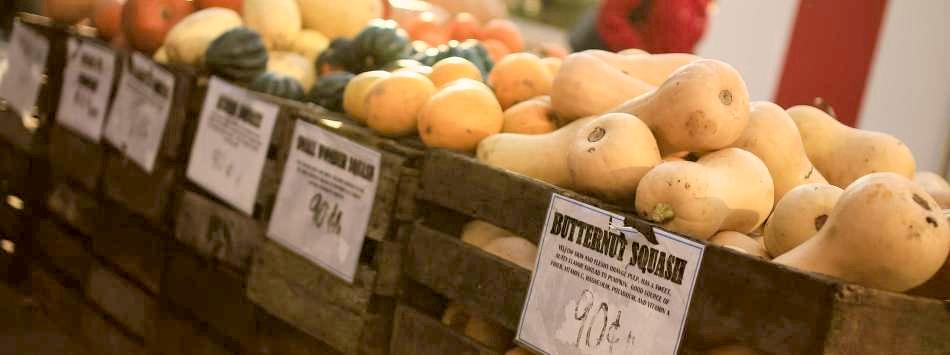 Pick your pumpkins or choose from a huge variety!